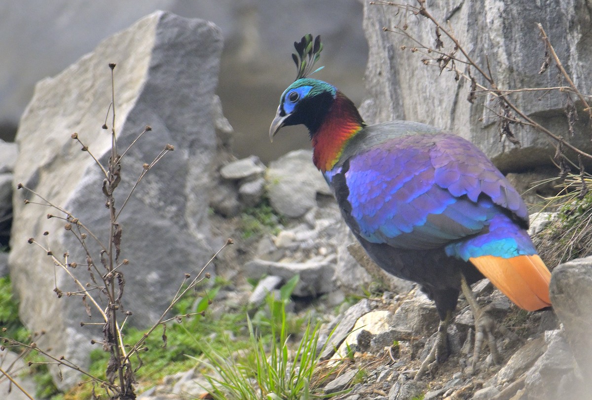 Himalayan Monal - ML620258718