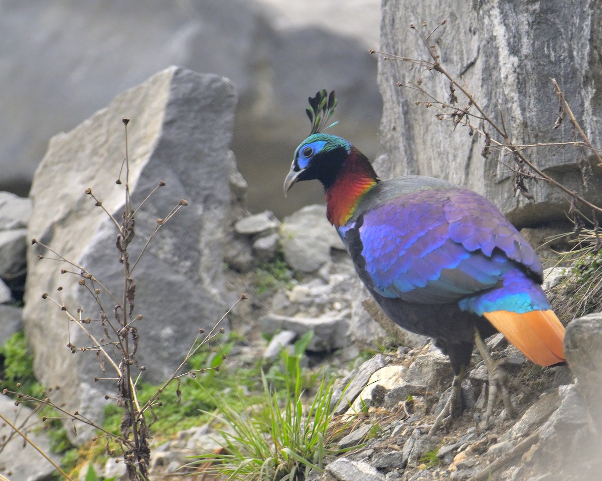 Himalayan Monal - ML620258719