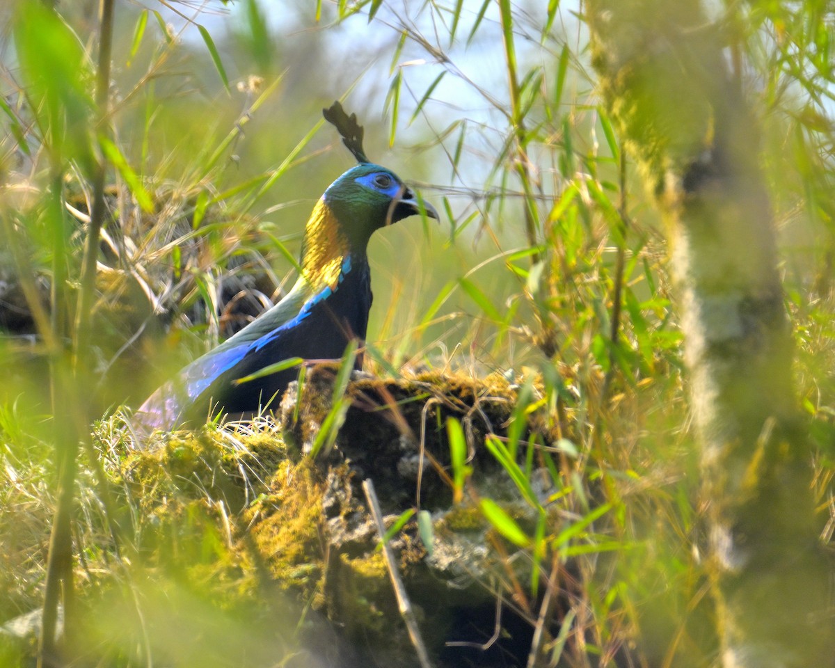 Himalayan Monal - ML620258721