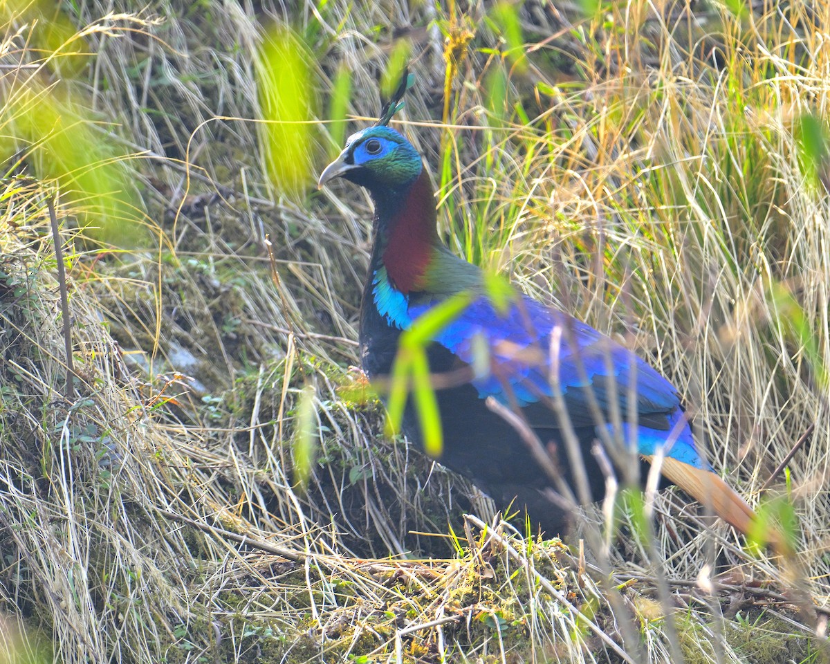 Himalayan Monal - ML620258722