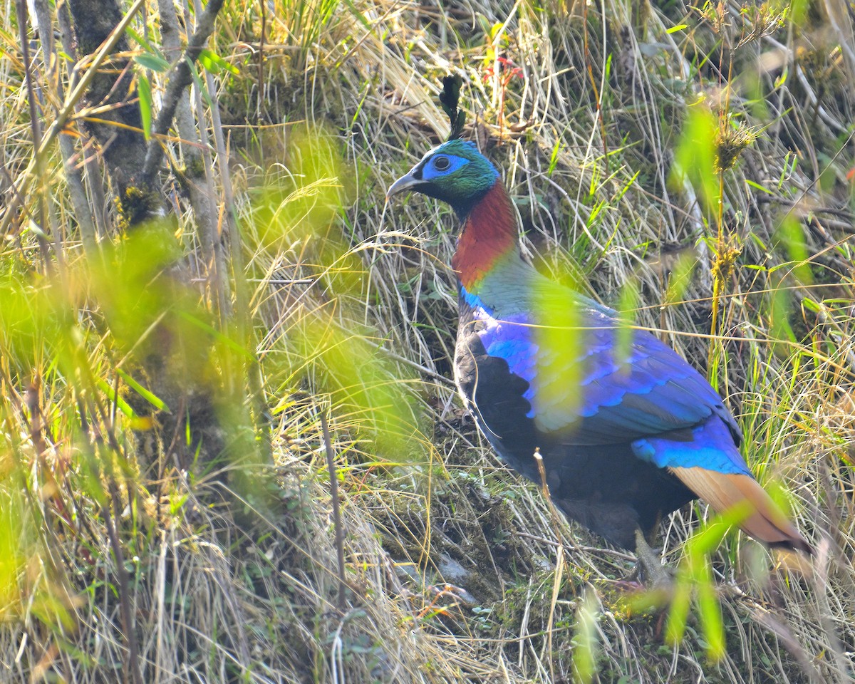 Himalayan Monal - ML620258723