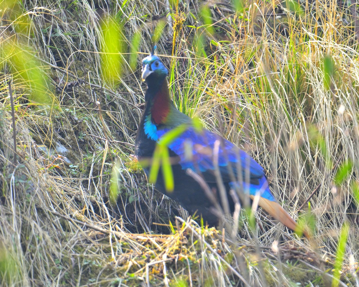 Himalayan Monal - ML620258724