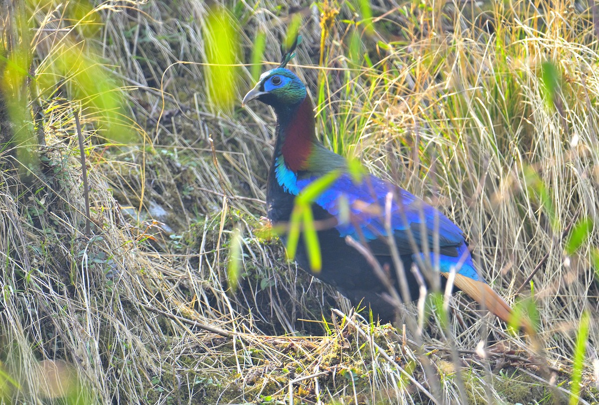 Himalayan Monal - ML620258725