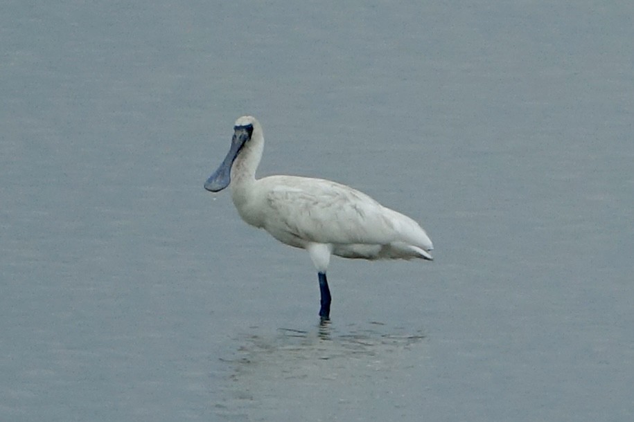 Black-faced Spoonbill - ML620258728