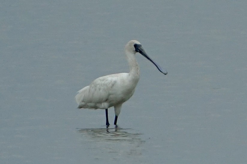 Black-faced Spoonbill - ML620258730