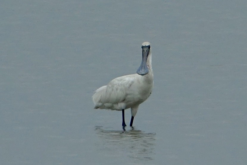 Black-faced Spoonbill - ML620258732