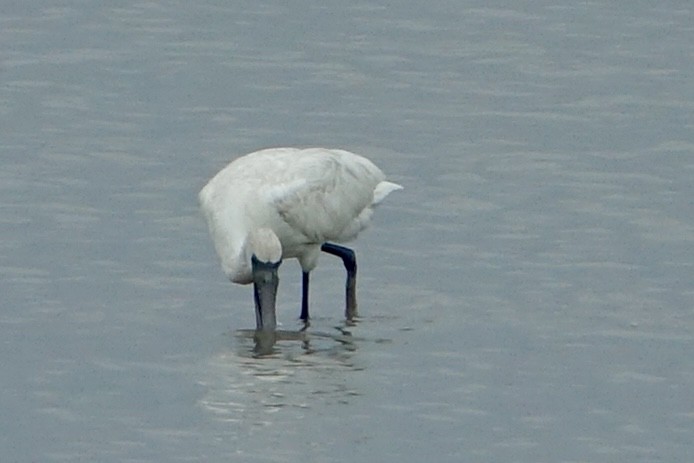 Black-faced Spoonbill - ML620258735