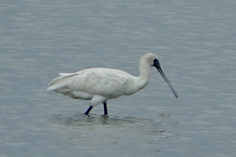 Black-faced Spoonbill - ML620258737