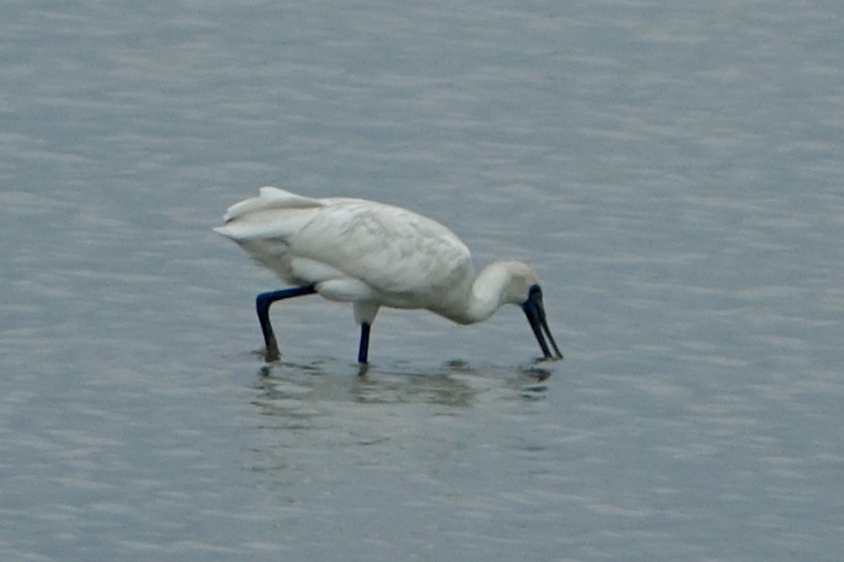 Black-faced Spoonbill - ML620258738