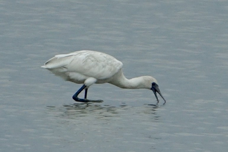 Black-faced Spoonbill - ML620258739