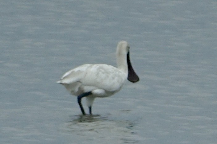 Black-faced Spoonbill - ML620258740