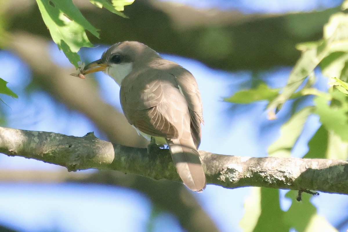 Yellow-billed Cuckoo - ML620258750