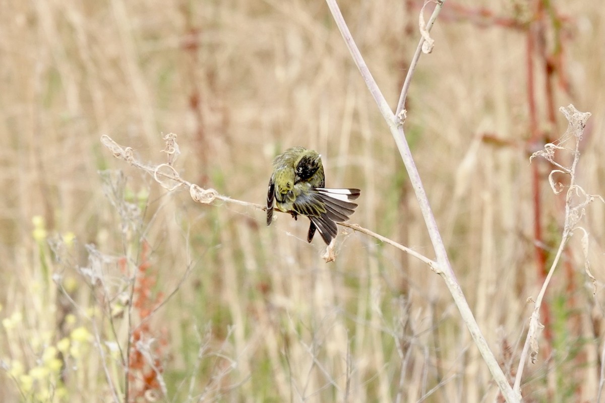 Lesser Goldfinch - ML620258764