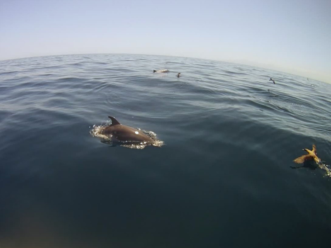 Cory's Shearwater (borealis) - ML620258766