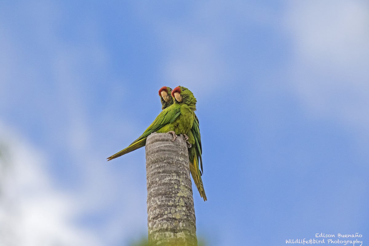 Scarlet-fronted Parakeet - ML620258768