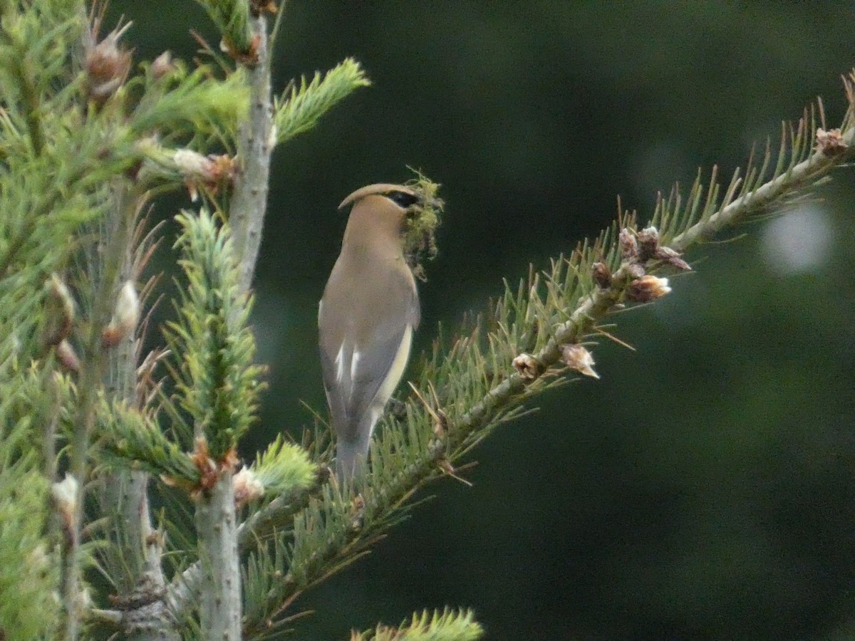 Cedar Waxwing - ML620258769