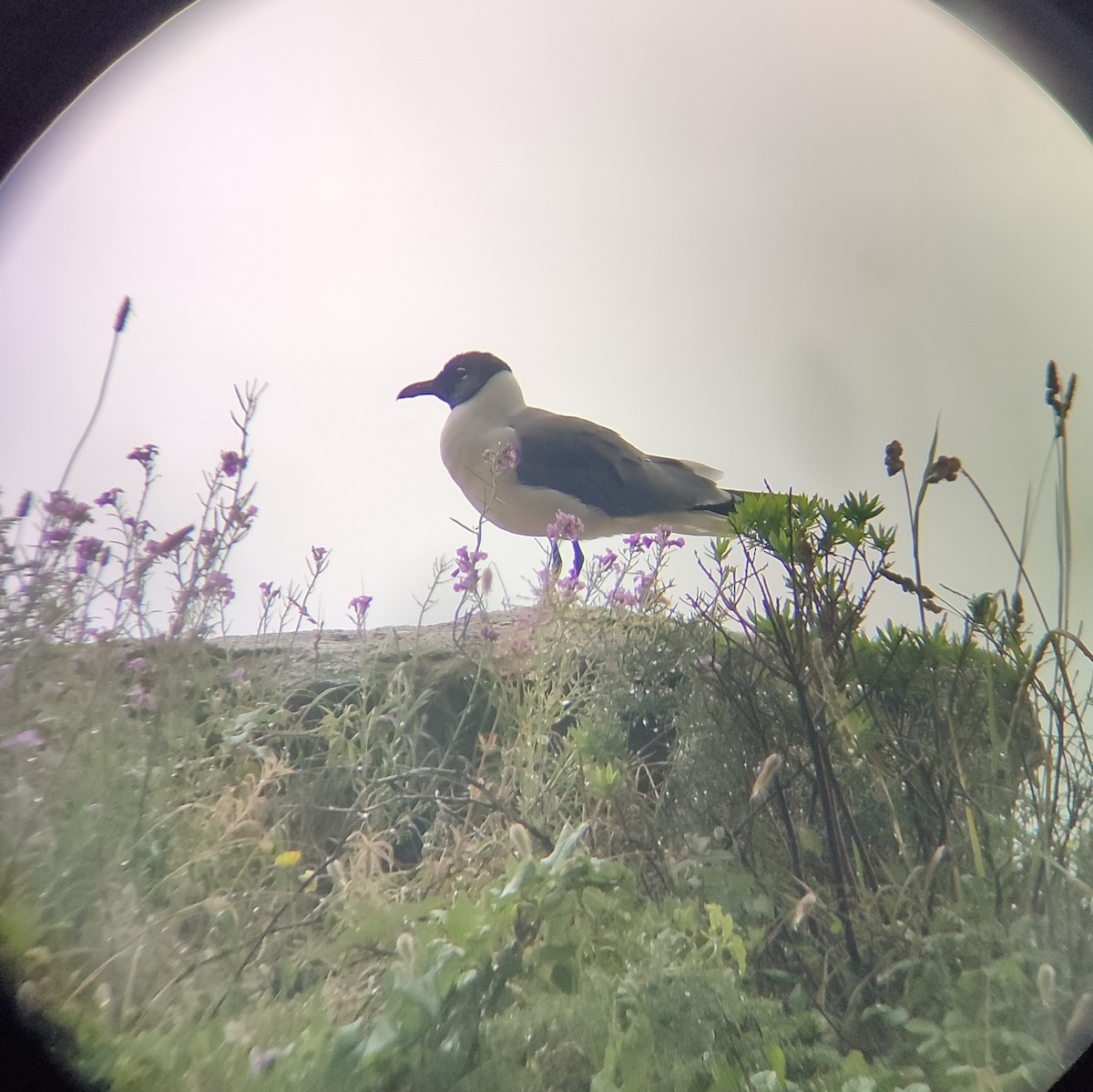 Mouette atricille - ML620258770