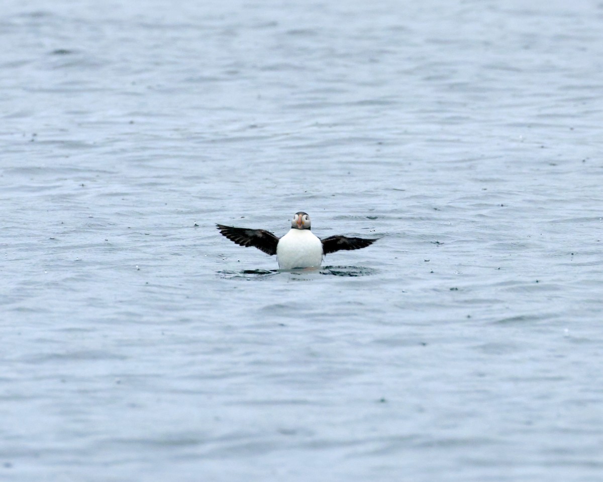 Atlantic Puffin - ML620258778