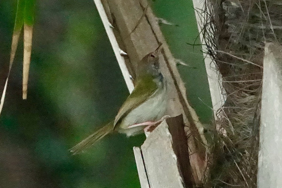 Common Tailorbird - ML620258786