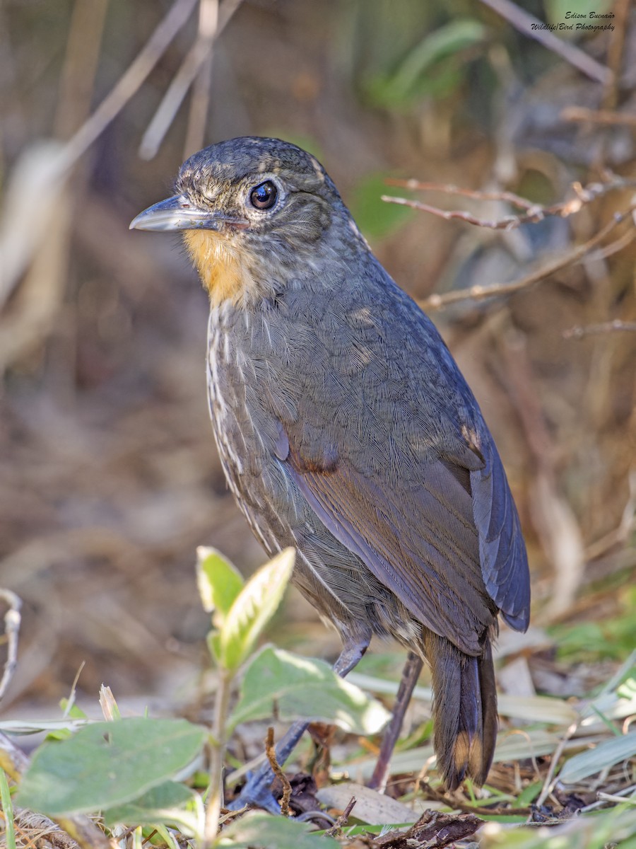 Santa Marta Antpitta - ML620258788