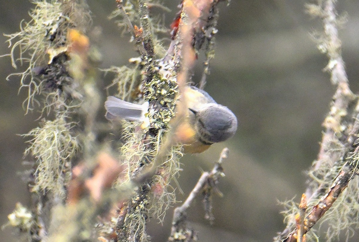 Gray-crested Tit - ML620258793