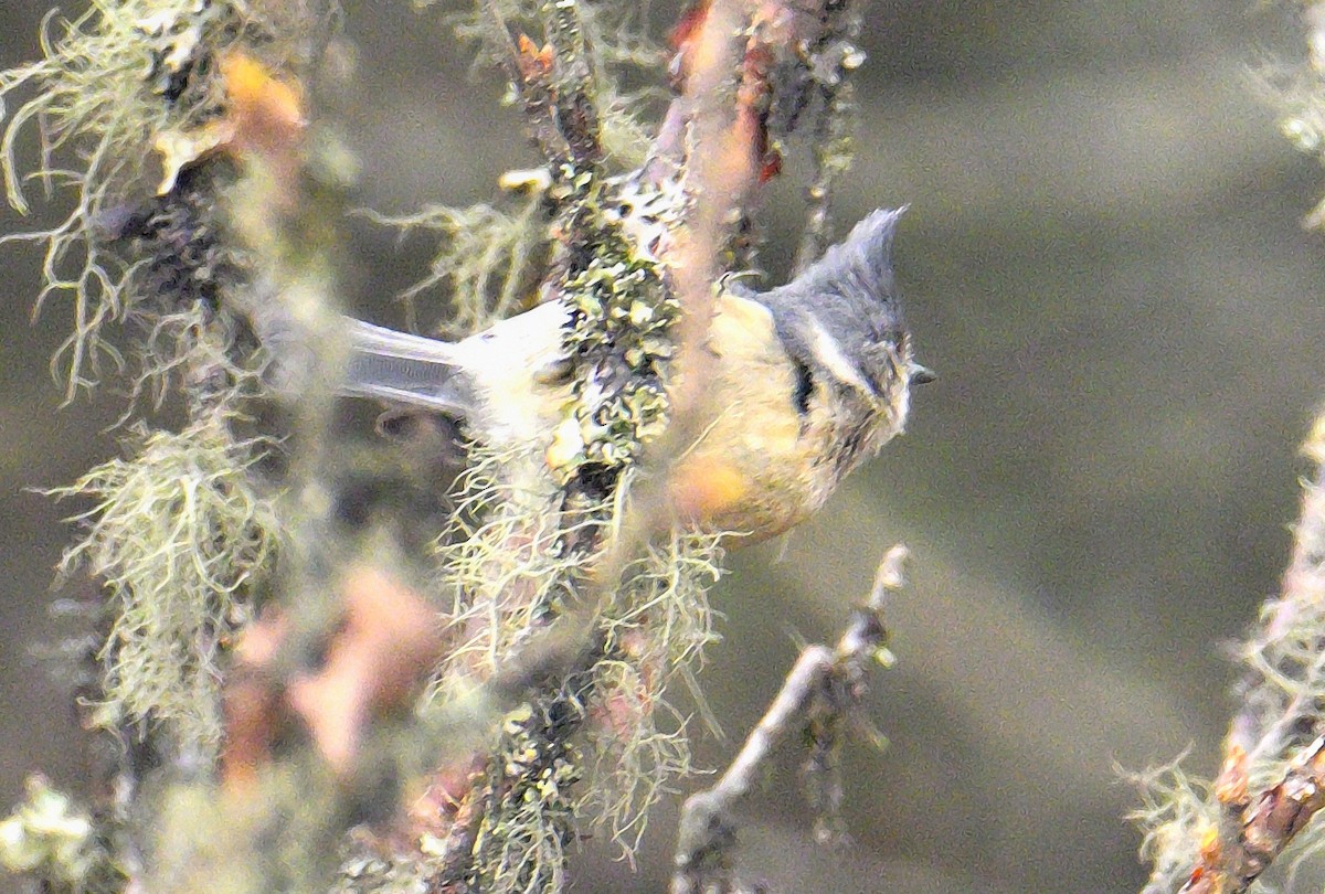 Gray-crested Tit - ML620258794