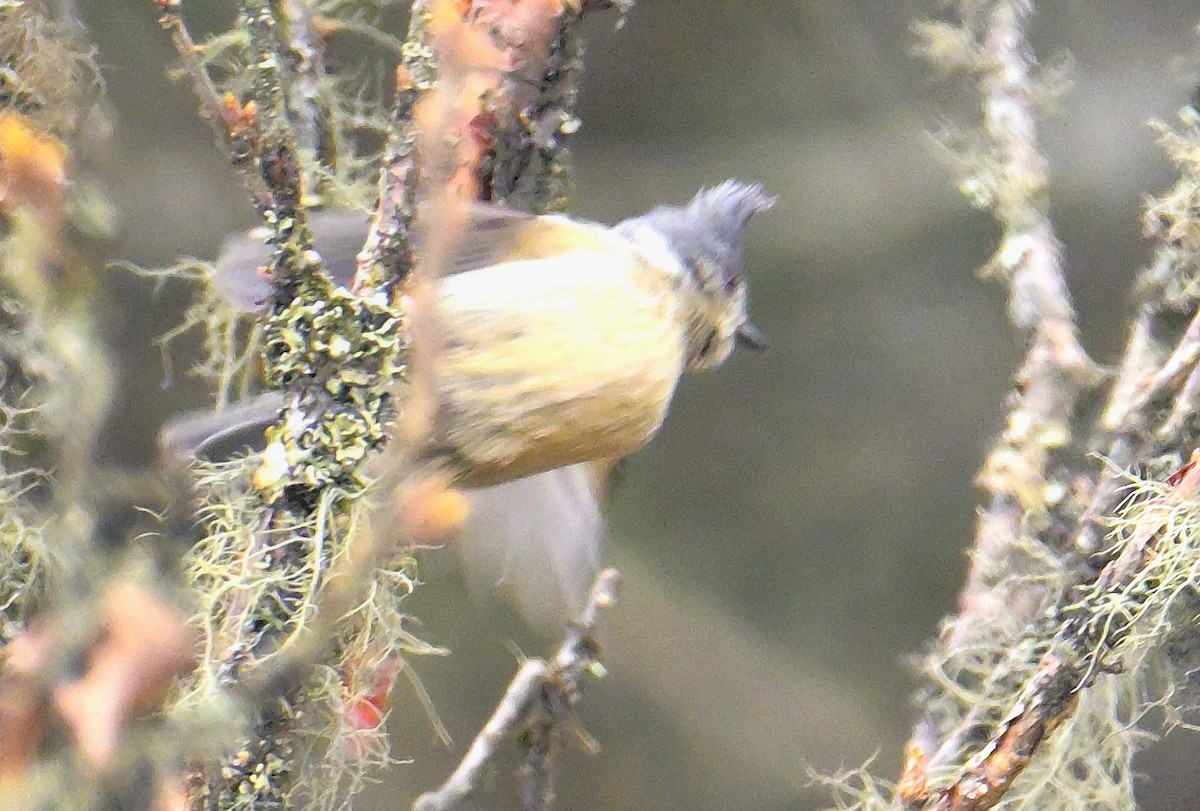 Gray-crested Tit - ML620258795