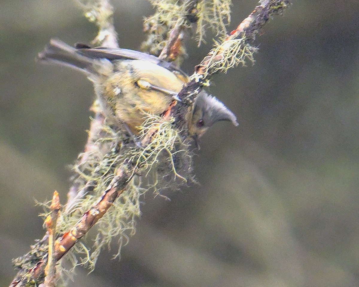 Gray-crested Tit - ML620258796