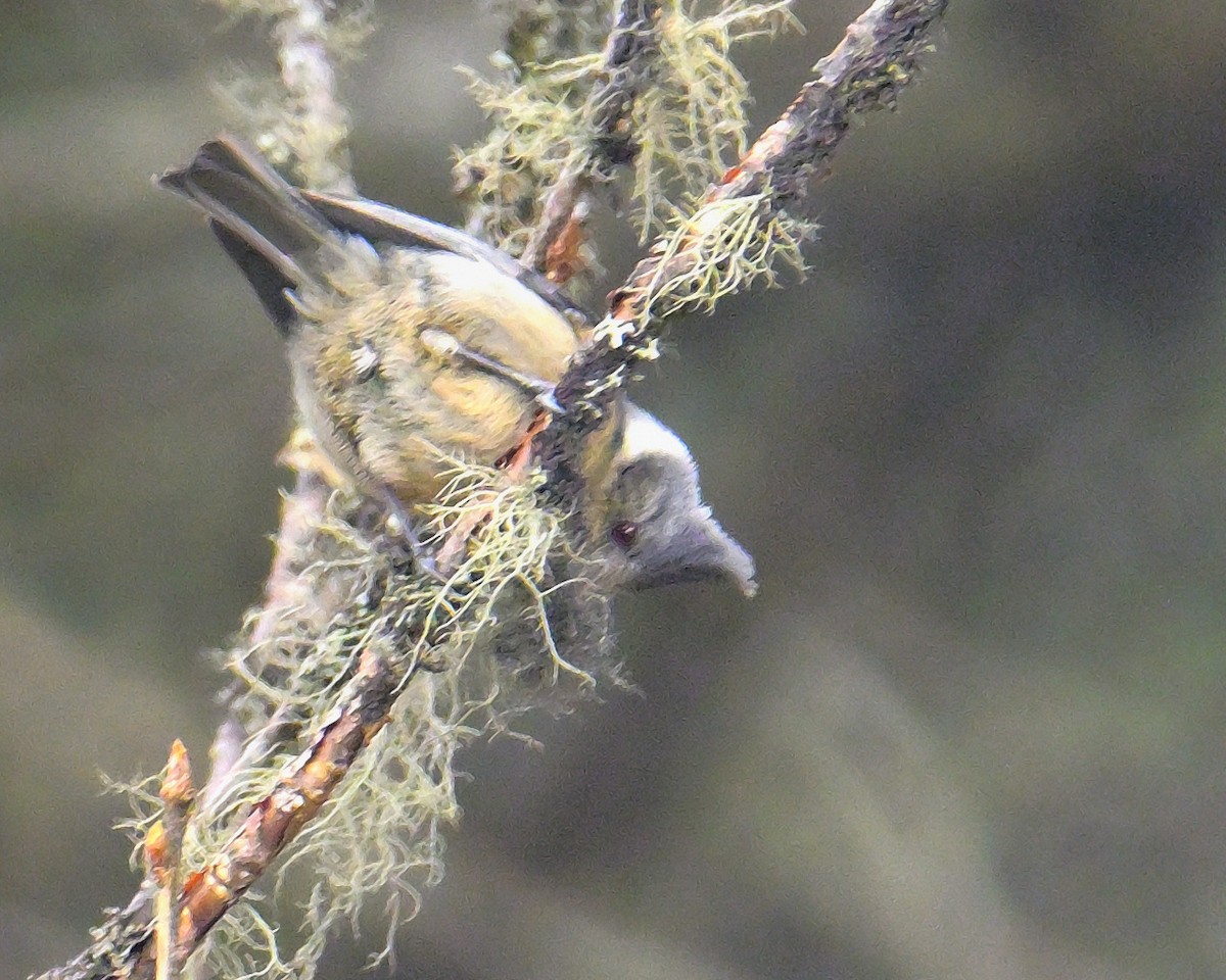 Gray-crested Tit - ML620258797