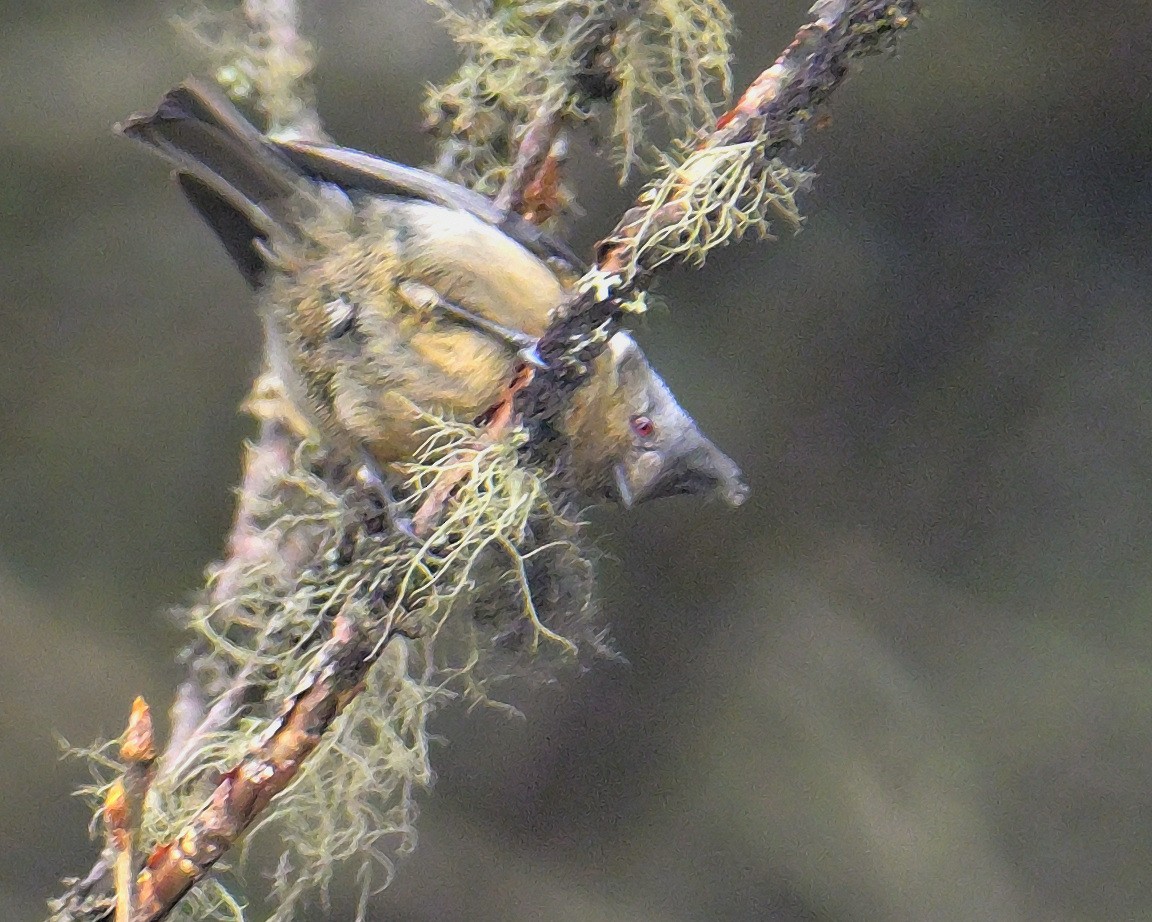 Mésange des bouleaux - ML620258798