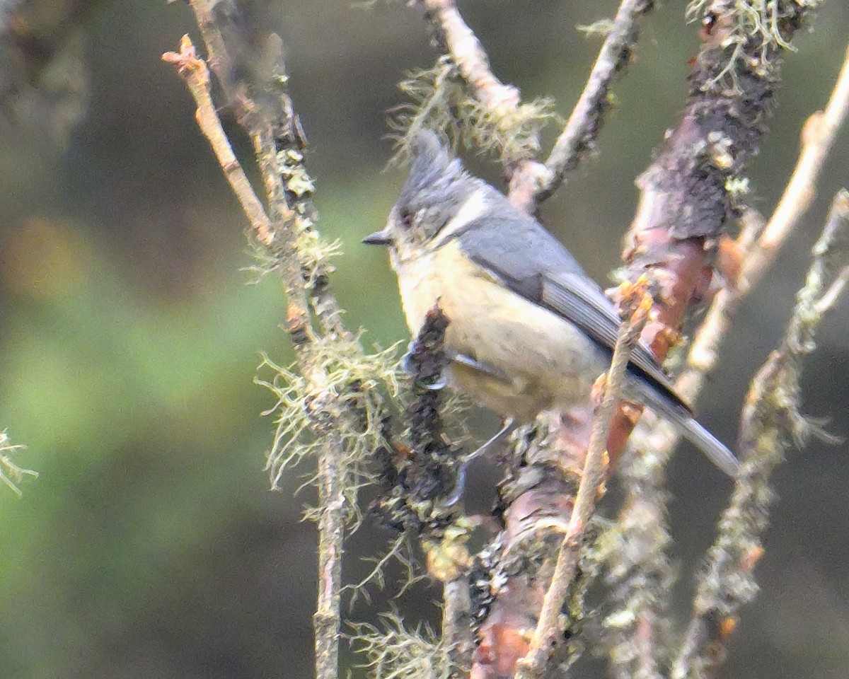 Gray-crested Tit - ML620258799