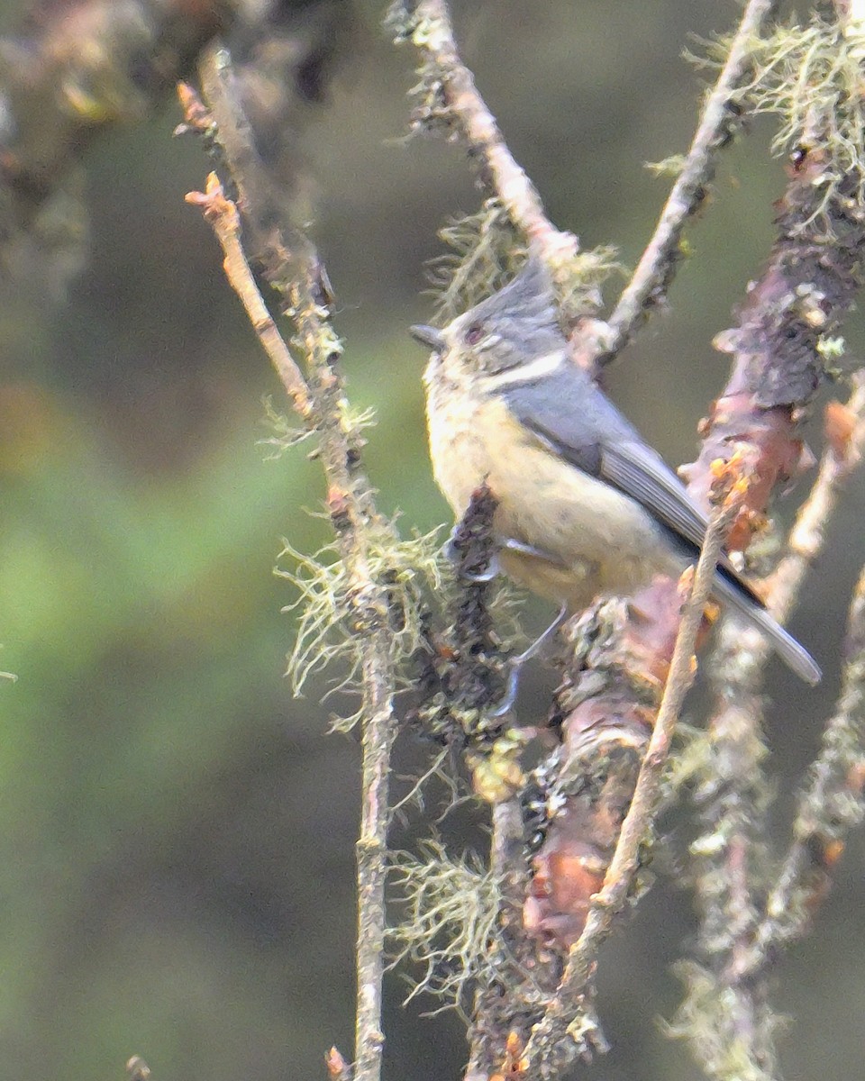 Gray-crested Tit - ML620258800