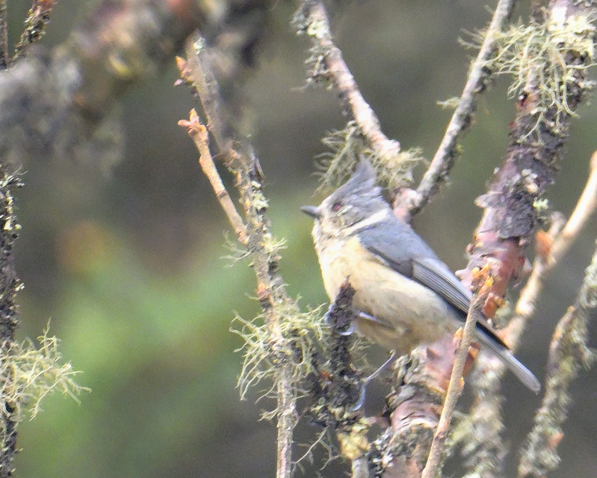Gray-crested Tit - ML620258801