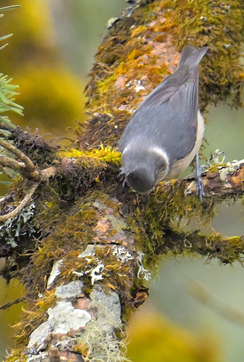 Gray-crested Tit - ML620258802