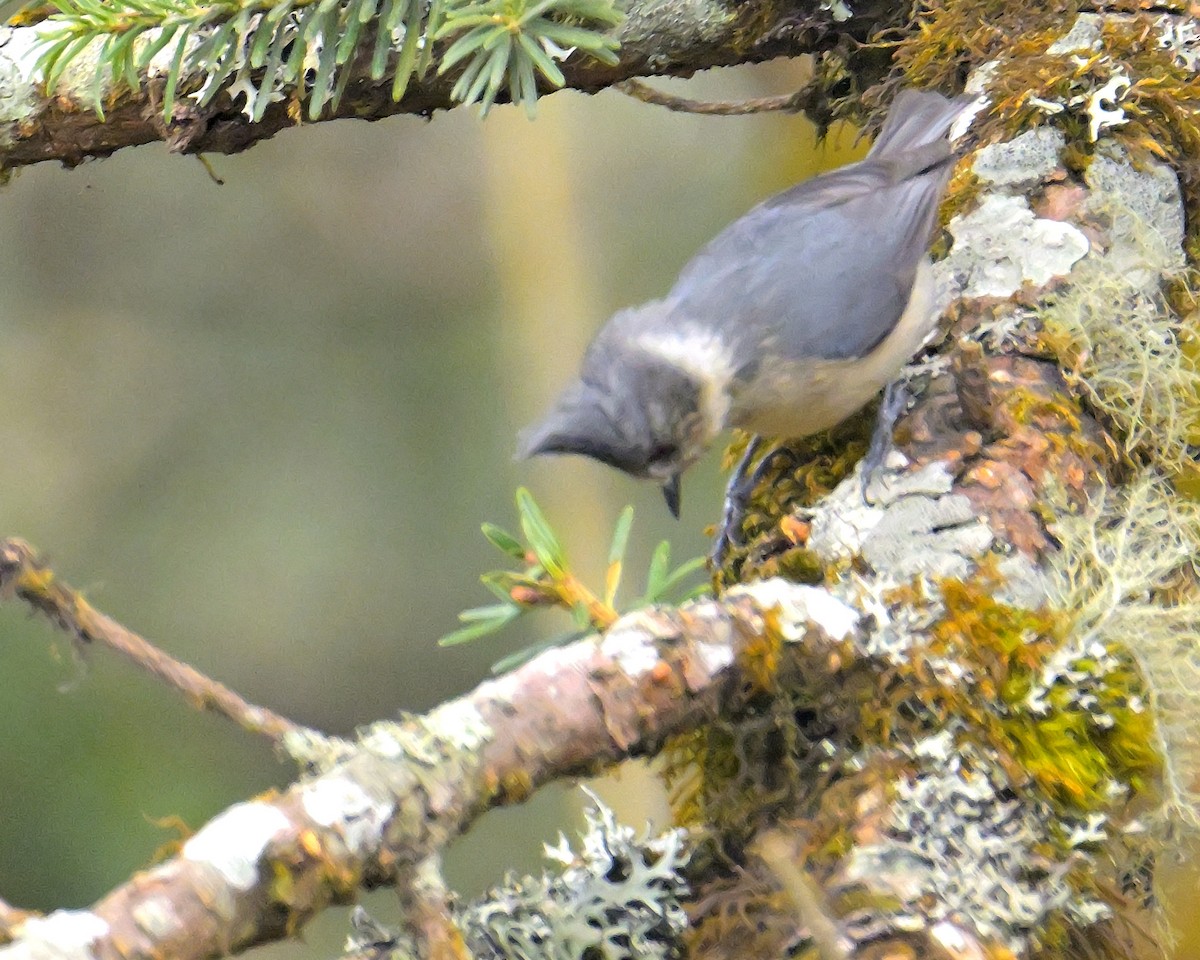 Gray-crested Tit - ML620258803