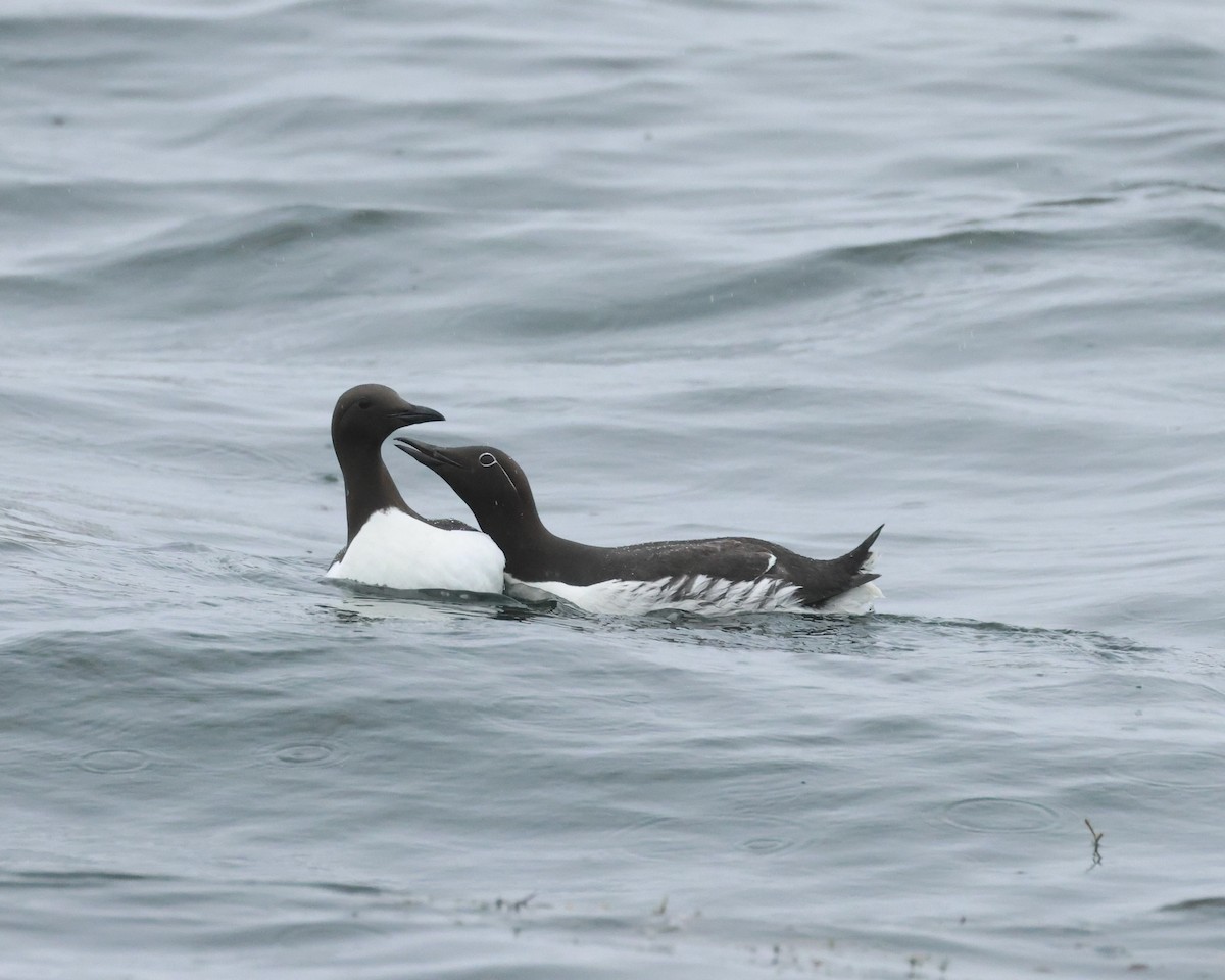 Common Murre - ML620258804