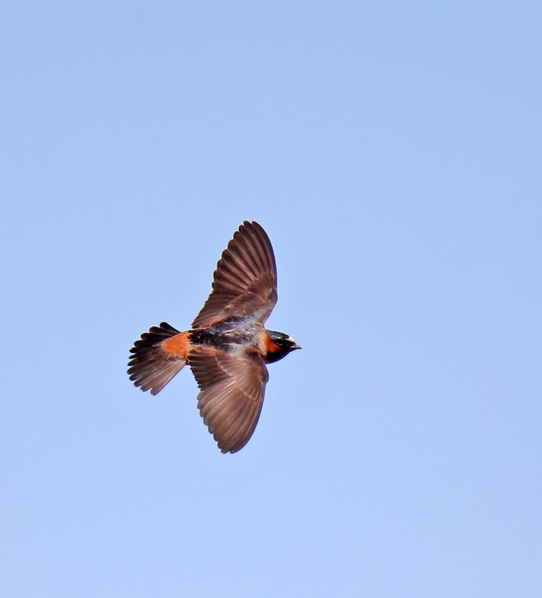 Cliff Swallow - ML620258807