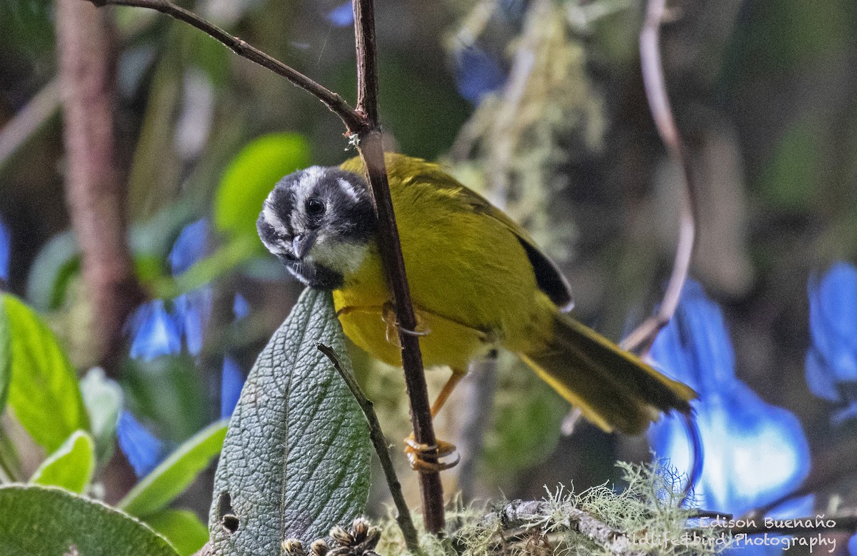 Paruline de Santa Marta - ML620258818