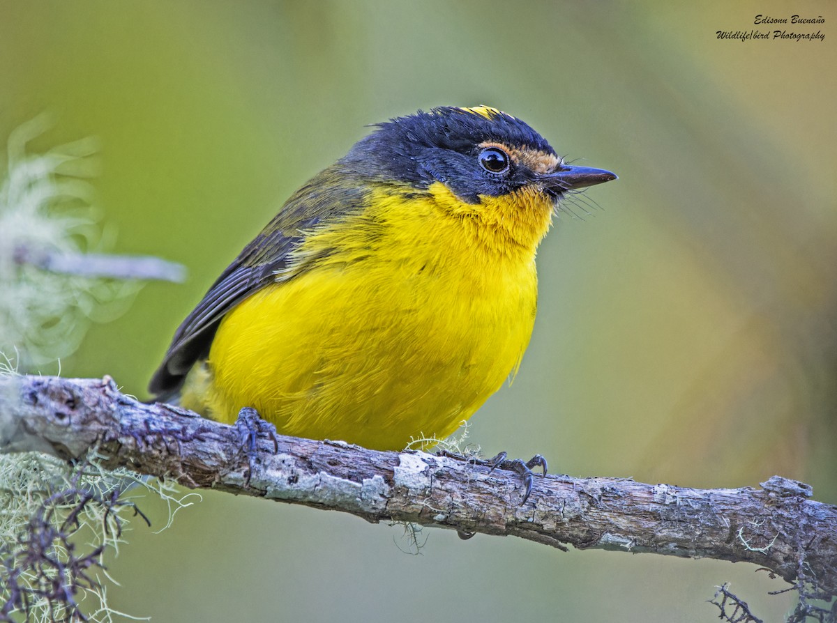 Yellow-crowned Redstart - ML620258828