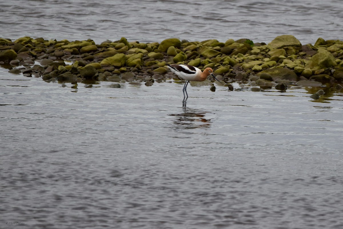 Avocette d'Amérique - ML620258832