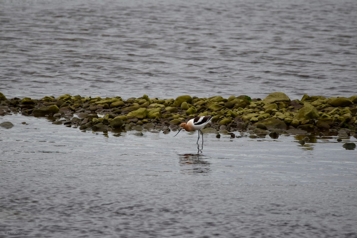 Avocette d'Amérique - ML620258833