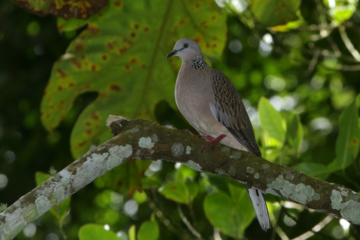 Spotted Dove - ML620258839