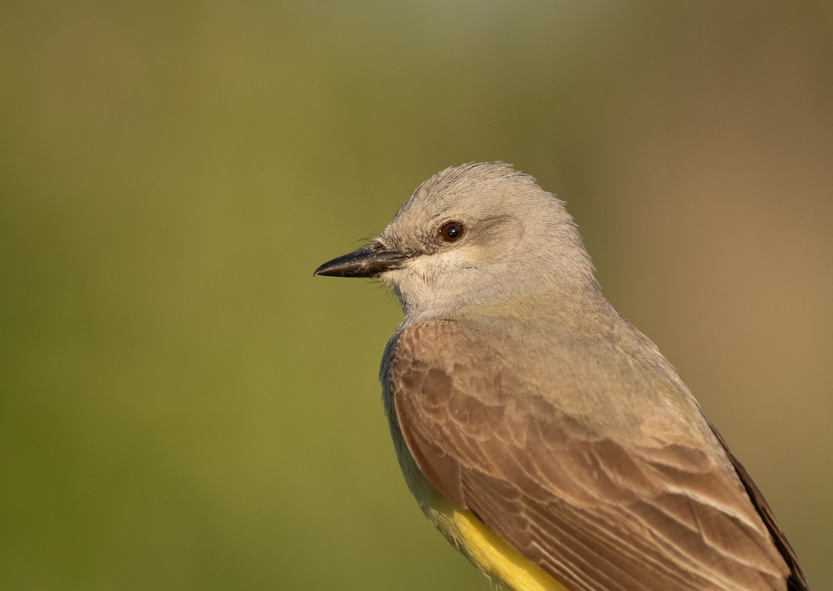 Western Kingbird - ML620258840