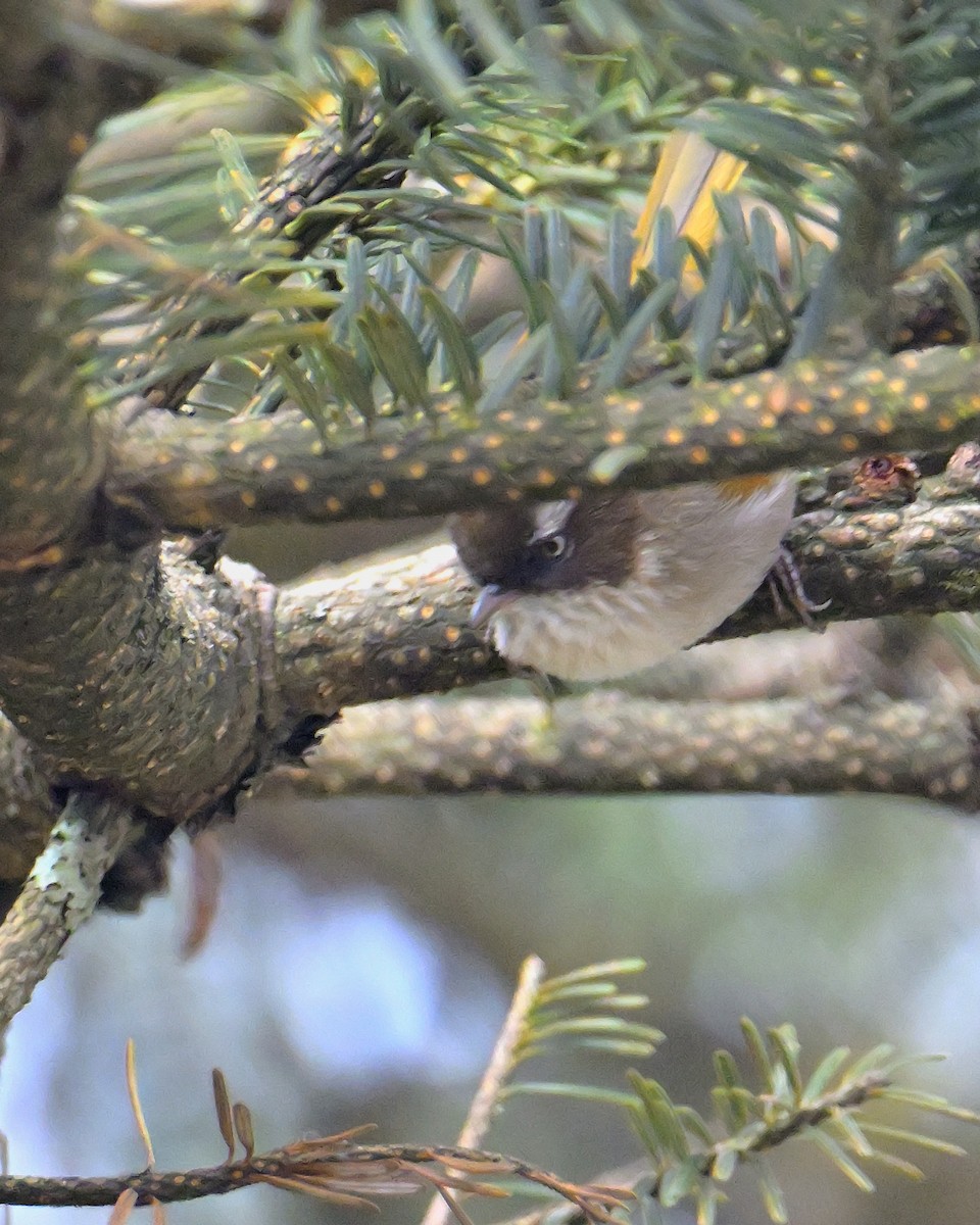 White-browed Fulvetta - ML620258842