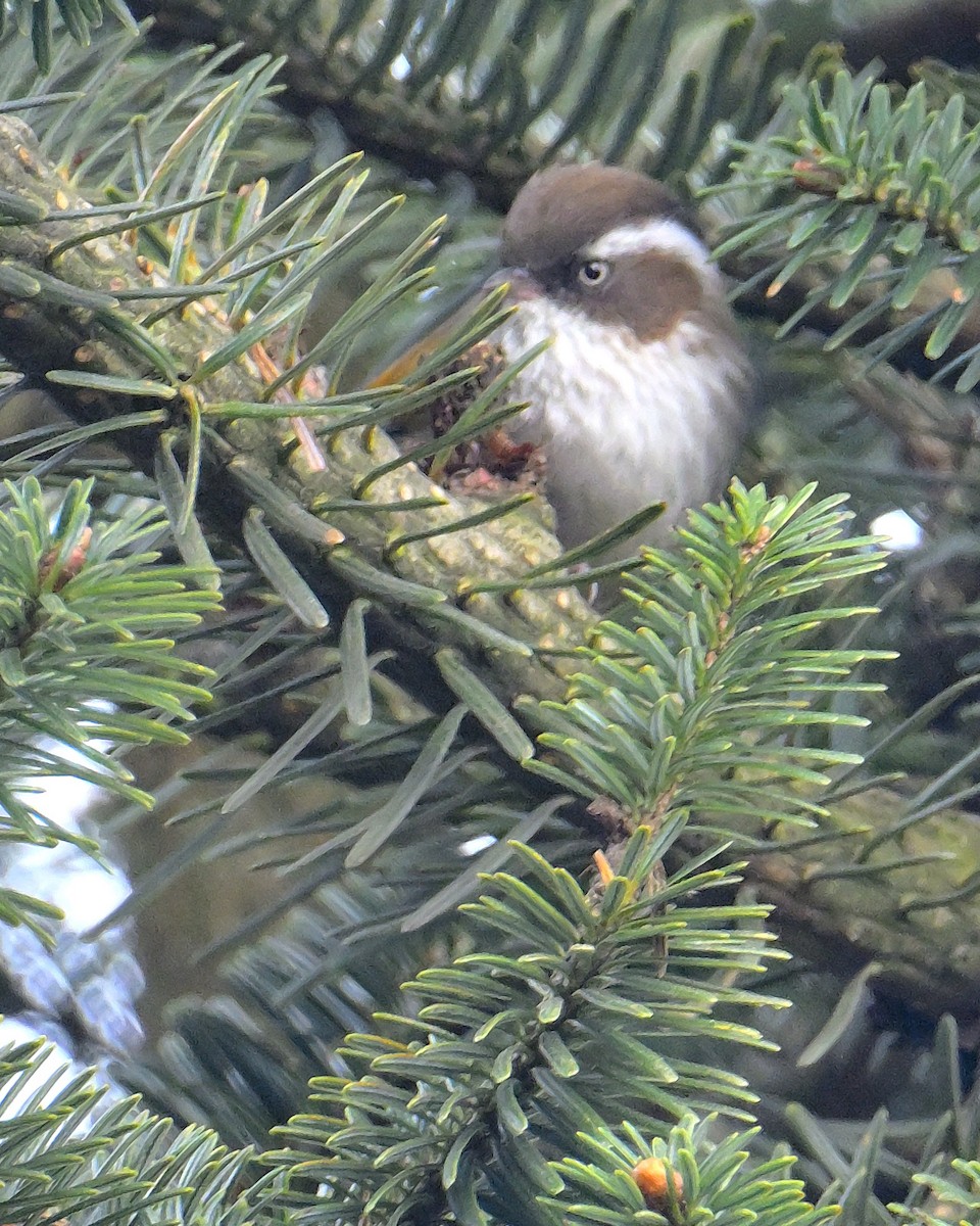 White-browed Fulvetta - ML620258843