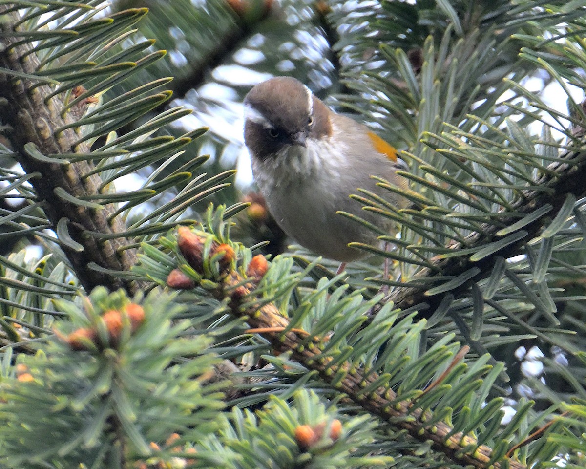 White-browed Fulvetta - ML620258844