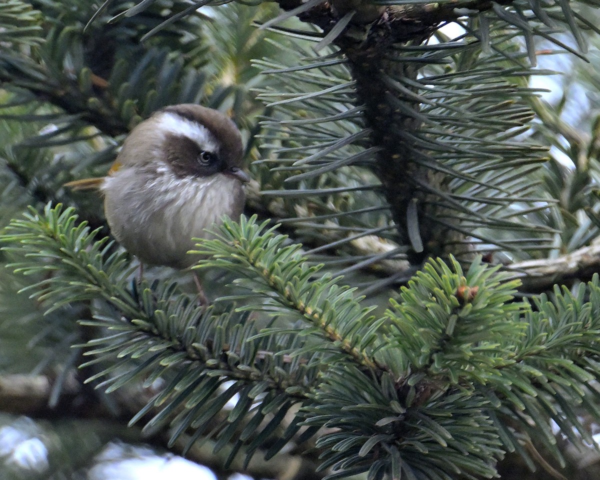 White-browed Fulvetta - ML620258849