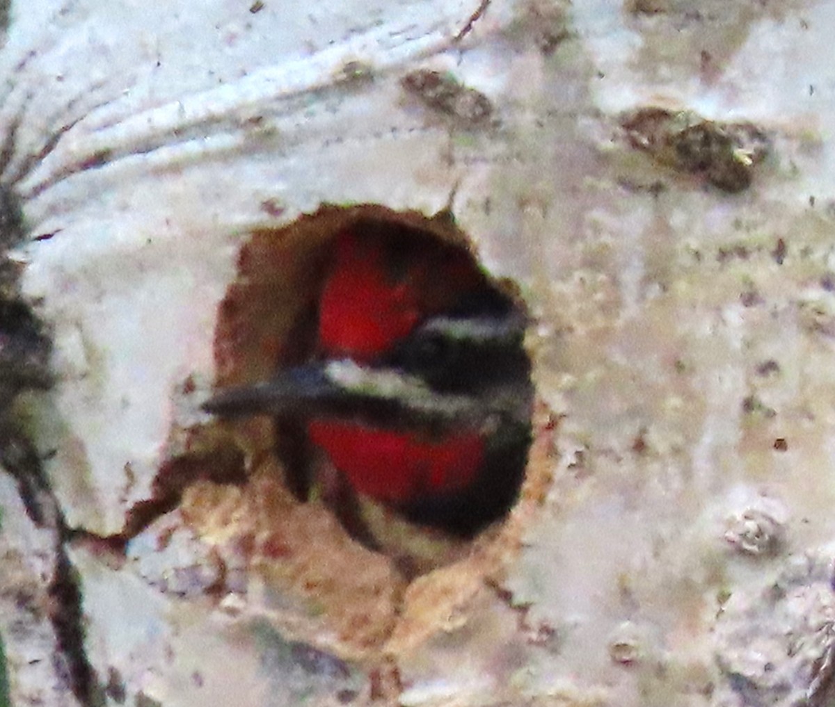 Red-naped Sapsucker - ML620258852