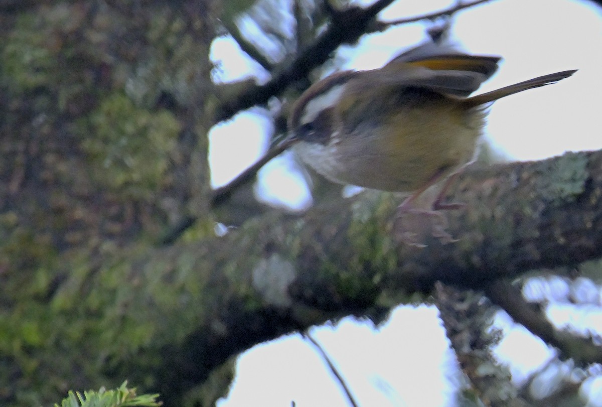 White-browed Fulvetta - ML620258854