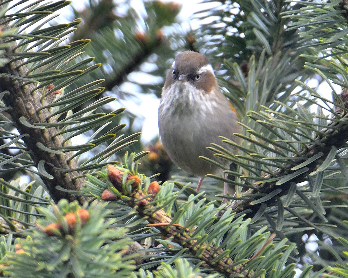 White-browed Fulvetta - ML620258856